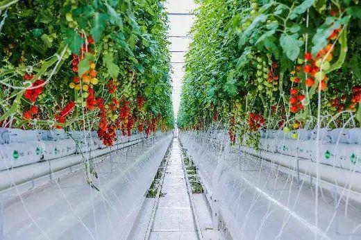 拥抱农业新业态，用科技为现代农业注入新活力